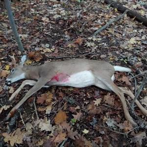 Meet your Posher, Devin